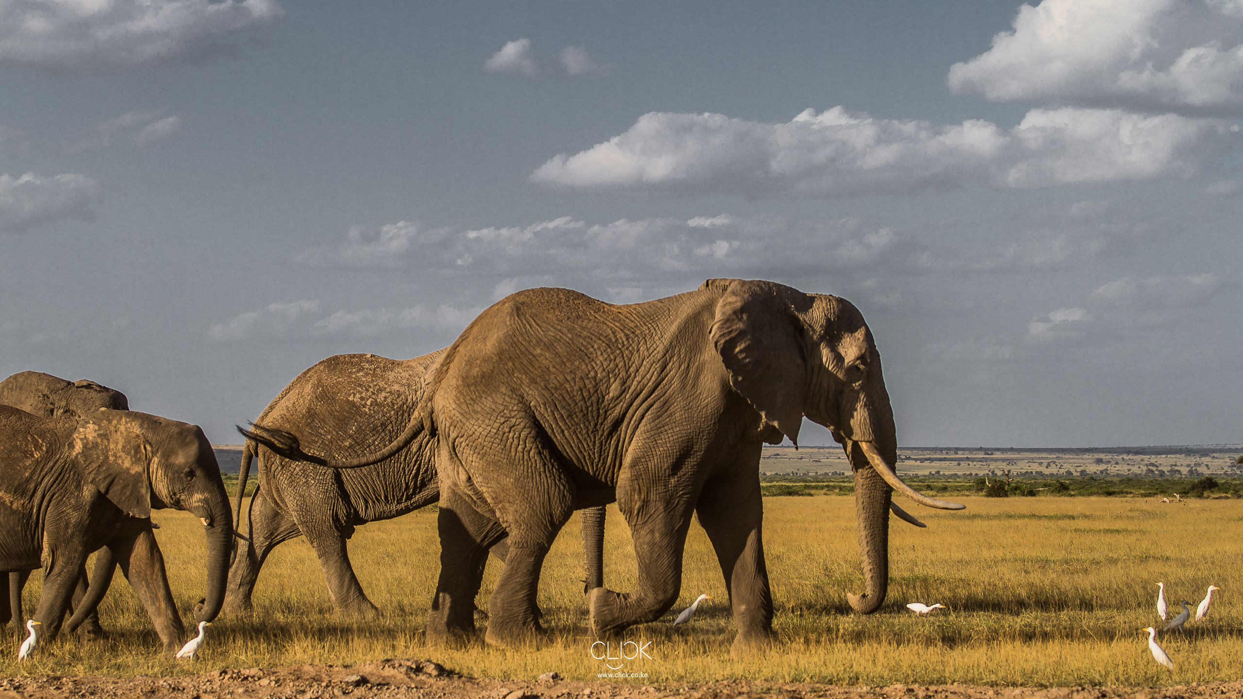 Бог серентиги. Национальный парк Серенгети слоны. Национальный парк Амбосели слоны. Национальный парк Серенгети в Африке. Заставка на рабочий стол слоны.